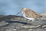 Dunlin